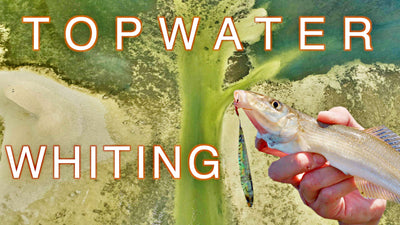 Whiting on topwater | Fishing the flats