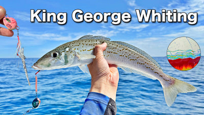 The BEST KG Whiting fishing I have EVER experienced! You NEED to try these Bottom Worms!!
