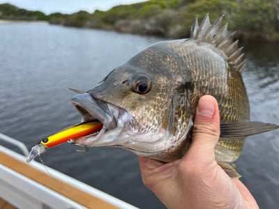 The Best day Bream Fishing I have ever had!