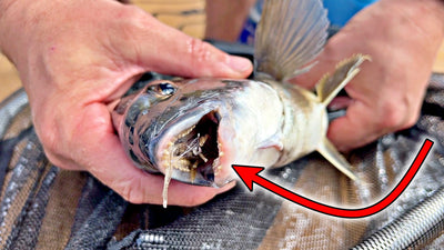 Bream on lures