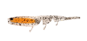 Daiwa Bait Junkie Prawn 3 inch