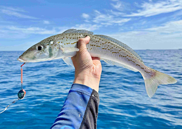 Vexed Bottom Worm Long Shank