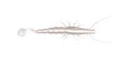 Madeye Paddle Prawn - TackleWest 