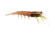 Pro Lure Clone Prawn 62mm - TackleWest 